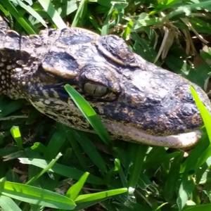 Meet your Posher, Terry